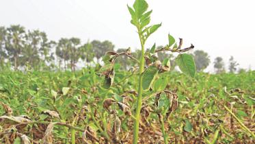 Potato farmers 1.jpg