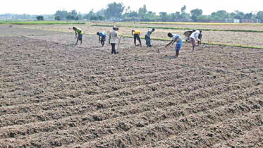 Potato Farming 1.jpg