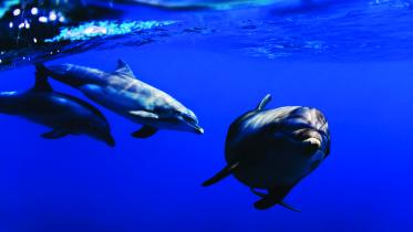 Preserving life on this planet