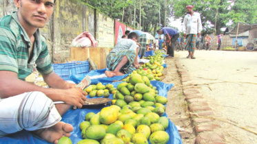 Price fall Thakurgaon.jpg