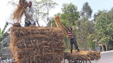 Price hike Paddy Straw.jpg