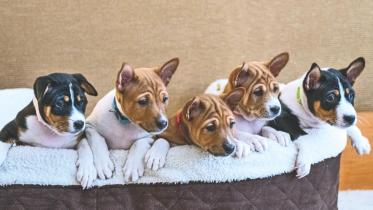 puppies.jpg