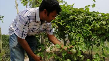 Purple passion fruit.jpg