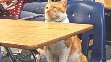 Putting University Lectures to Good Use