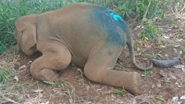 Pygmy elephant-wb.jpg