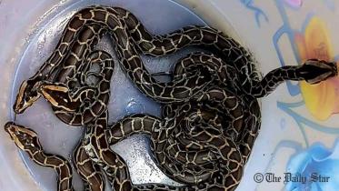 pythons hatched in Srimangal zoo