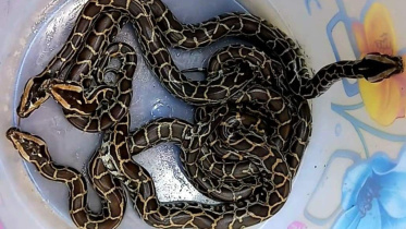 python eggs hatched Sreemangal zoo.jpg