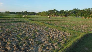 rain worries Khulna farmers.jpg