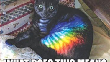 RAINBOW CAT