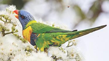 Rainbow Lorikeet.jpg
