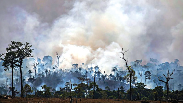 Rainforests-disappearing.jpg