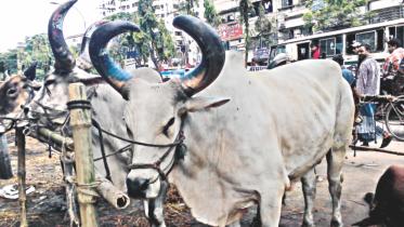 Rajasthani bulls.jpg