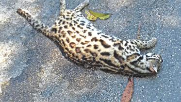 Rare fishing cat.jpg