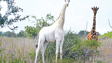 Rare white giraffes.jpg