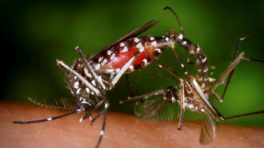 Recrudescence dengue.jpg