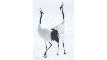 Red-crowned Crane Couple.jpg