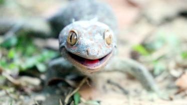 rescued geckos.jpg