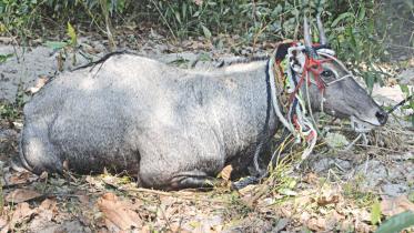 Rescued Nilgai.jpg