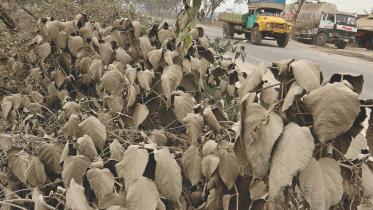 roadside vegetation.jpg