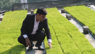 Rooftop seedbeds.jpg