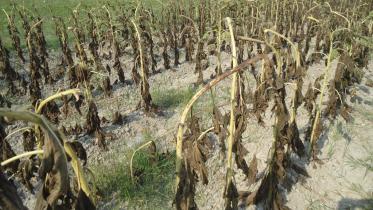 Rotting disease sunflower.jpg