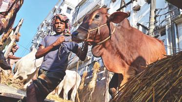 Sagorika Cattle Market.jpg