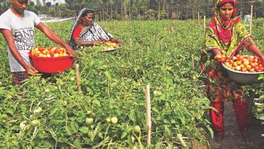 Sariakandi upazila.jpg