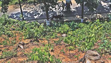 Several tree stumps.jpg