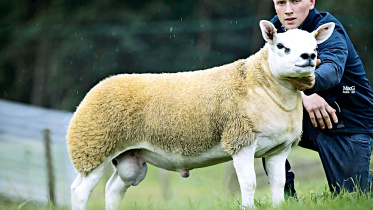 sheep.jpg