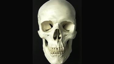 Skull-1WB.jpg