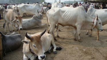 smuggled Indian cattle.jpg