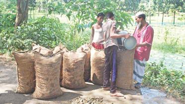 snail collection2.jpg