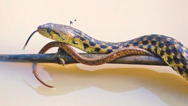 Snake Encounters.jpg