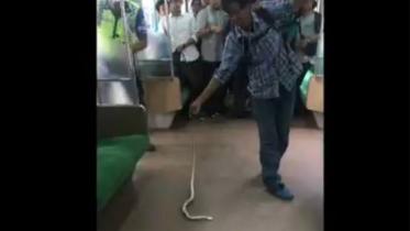 snake indonesia caught.jpg
