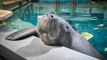 Snooty, manatee, Guinness World Records' 2017