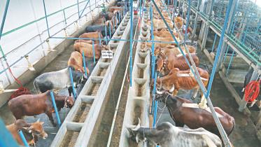 Subed Ali Agro Farm.jpg