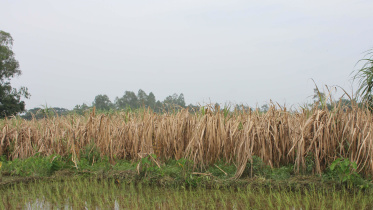 sugarcane.jpg