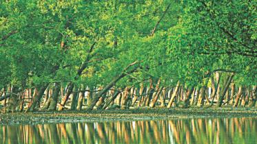 sundarban-threat.jpg