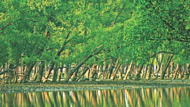 sundarban.jpg