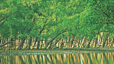 sundarban_0.jpg