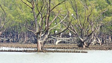 sundarban.jpg