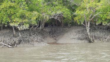 Sundarbans.jpg