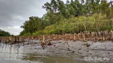 sundarbans_4.jpg