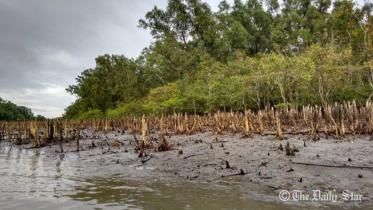 sundarbans new.jpg