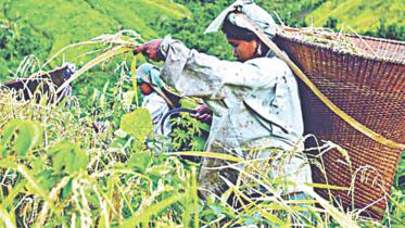 Sustainable rice production