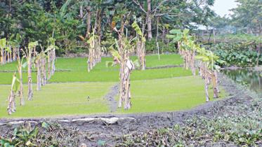 tackle sapling crisis.jpg