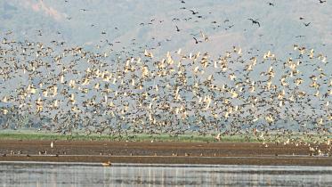 Tanguar Haor.jpg