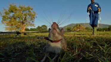 Tanzanian-rat-afp-1-wb.jpg