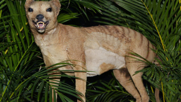 Tasmanian tiger
