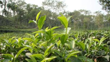 tea-garden-1WB.jpg